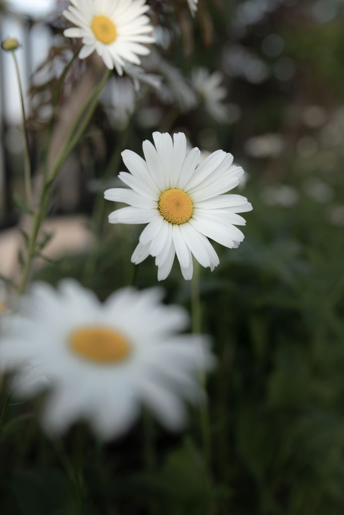 A serene close-up image of blooming white daisies with a soft green background.